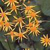 Packera aurea, flowers