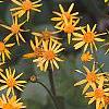 Packera aurea, flowers