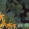 Packera aurea, flowers