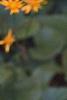 Packera aurea, flowers