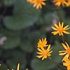 Packera aurea, flowers