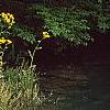 Packera glabella, habit