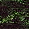 Packera glabella, habit