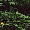 Packera glabella, habit