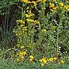 Packera glabella, habit