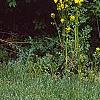 Packera glabella, habit