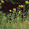 Packera glabella, habit