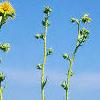 Silphium laciniata, habit