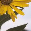 Silphium laciniata, flowers