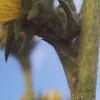 Silphium laciniata, flowers