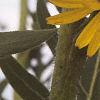 Silphium laciniata, flowers