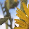 Silphium laciniata, flowers