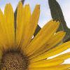 Silphium laciniata, flowers