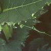 Silphium perfoliatum, leaves