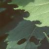 Silphium perfoliatum, leaves