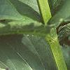 Silphium perfoliatum, leaves