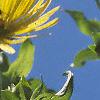 Silphium perfoliatum, flowers