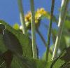 Silphium perfoliatum, flowers