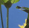 Silphium perfoliatum, flowers