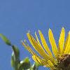Silphium perfoliatum, flowers