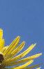 Silphium perfoliatum, flowers