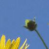 Silphium perfoliatum, flowers