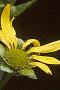 Silphium perfoliatum, flowers