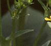 Silphium perfoliatum, flowers
