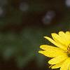 Silphium perfoliatum, flowers