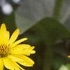 Silphium perfoliatum, flowers