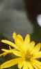 Silphium perfoliatum, flowers