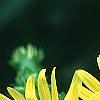 Silphium perfoliatum, flowers