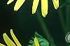 Silphium perfoliatum, flowers