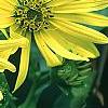 Silphium perfoliatum, flowers