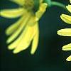 Silphium perfoliatum, flowers