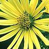 Silphium perfoliatum, flowers