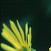 Silphium perfoliatum, flowers