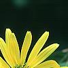 Silphium perfoliatum, flowers