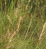 Silphium terebinthinaceeum, habit