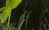 Silphium terebinthinaceeum, habit