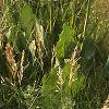 Silphium terebinthinaceeum, habit