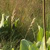 Silphium terebinthinaceeum, habit