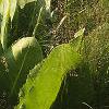 Silphium terebinthinaceeum, habit