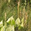 Silphium terebinthinaceeum, habit