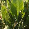 Silphium terebinthinaceeum, habit