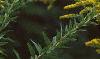 Solidago altissima, flowers