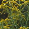 Solidago altissima, flowers