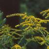 Solidago altissima, flowers