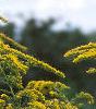 Solidago altissima, flowers