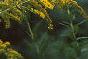 Solidago altissima, flowers